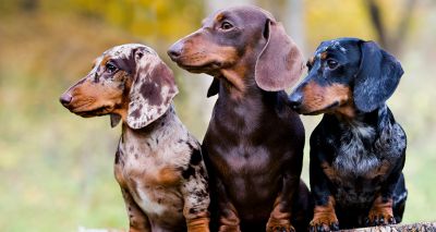 New health screening scheme for dachshunds